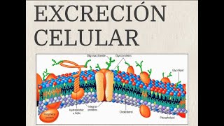 EXCRECIÓN CELULAR [upl. by Nitneuq920]