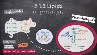 EASY REVISION AQA Alevel Biology 313 Lipids by SpecTransfer [upl. by Nnylanna]