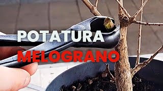 POTATURA del mio MELOGRANO DA TALEA [upl. by Okir]