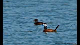 Lagunas de Campotejar Malvasía cabeciblanca Oxyura leucocephala [upl. by Nemlaz257]