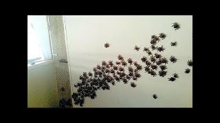 8 PEORES PLAGAS de INSECTOS del MUNDO  Las INVASIONES de insectos mas masivas 🦗 [upl. by Wolfie]