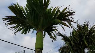 Areca catechu  The Betel Nut Palm All Sorts of Varieties [upl. by Thorin]