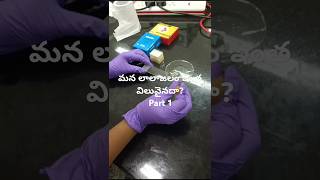 How saliva looks Under MicrocscopePart 1 l cells l Immunology l First line immune defense [upl. by Lawtun]