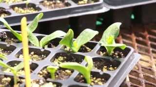 Cotyledon amp True Leaves on Transplants [upl. by Calhoun247]