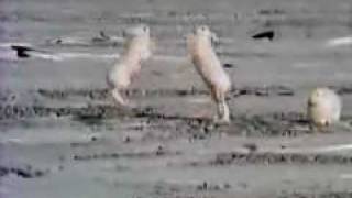 A fight between a male and a female Arctic hare [upl. by Alcock]