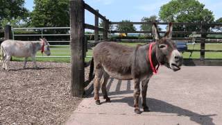 Adoption donkey Gareth practising his singing voice at The Donkey Sanctuary [upl. by Brunell]