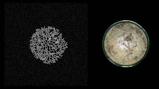 MYCELIUM  Growth  timelapse [upl. by Leund]