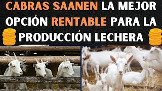 Cabras Saanen La mejor opción rentable para la producción lechera [upl. by Enylhsa]