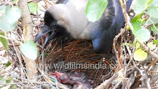 Crow nest  from eggs to chicks before your eyes  see the birdy action high above Delhi traffic [upl. by Delaryd]