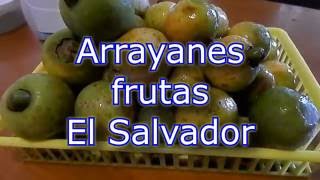 Arrayán arrayanes frutas de Centroamérica [upl. by Eelrebmyk]