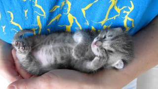 Our 3 weeks old kitten sleeping and purring at the same time [upl. by Aileek594]