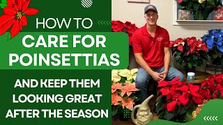 How To Care For Poinsettias and keep them looking great all year [upl. by Idnerb671]