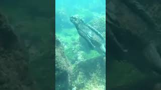 This Iguana Lives Underwater The Marine Iguana [upl. by Neelear]