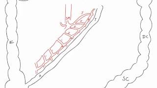 Branches of Superior and Inferior Mesenteric Arteries [upl. by Gowrie84]