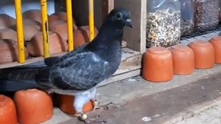 high flying pigeon loft in Srilanka  best tippler pigeon breeder Askin Cool [upl. by Oludoet570]