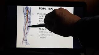 Introducción al estudio de la angiología de los miembros inferiores [upl. by Carmelo]