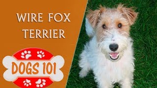 Dogs 101  Wire Fox Terrier  Top Dog Facts About the Wire Fox Terrier [upl. by Kamp]