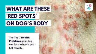 Top 7 Common Summer Health Problems In Dogs  Skin infection in dogs I [upl. by Caprice]