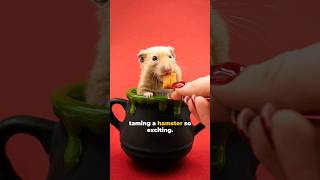 Hamster Taming Tips shorts hamsters taminganimals bonding [upl. by Norret991]