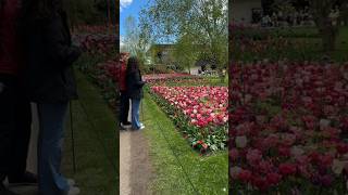 Keukenhof gardens 2024lisse netherlands keukenhofgardens [upl. by Ayekam916]