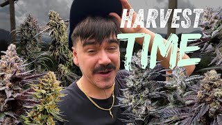 Harvesting 21 Strains  Indoor vs Greenhouse vs Outdoor [upl. by Allemrac]