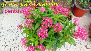 How to grow amp care pentas plant🌸  Beautiful Pentas flowering plant care🪴🌸 [upl. by Hinckley]