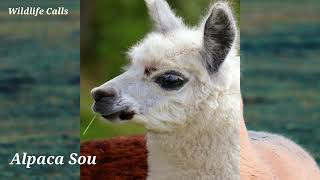 Alpaca Sounds  Lama Sounds [upl. by Hsirap]