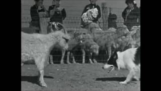 Arizona Sheepdog 1955 [upl. by Kalindi]