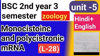 Bsc 2nd year 3 semester zoology topic Monocistonc and polycistronic mRNA [upl. by Vivianna]