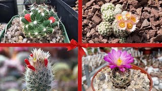 Aquí hay Los tipos de cactus Escobaria Existente en el mundo  🌵 [upl. by Lad]