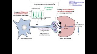 Synapse neuromusculaire TS [upl. by Axe976]