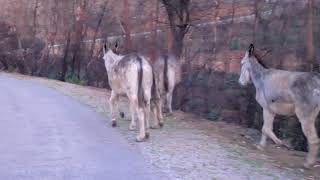 A Beautiful 1 Hour Happy Donkeys Walk  Part 2 [upl. by Bradley]