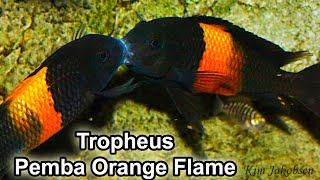 Tropheus sp Black Pemba Bemba Orange Flame [upl. by Hannasus792]