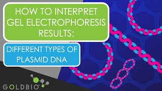 How to Interpret Gel Electrophoresis Results Different types of plasmid DNA [upl. by Nnaasil]