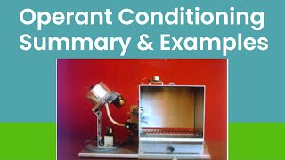 Operant Conditioning In Psychology BF Skinner Theory [upl. by Nel459]