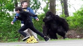 Banana Bait Gorilla Surprise on the Bike Path [upl. by Yadnus]