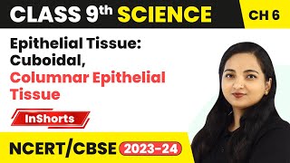 Epithelial Tissue Cuboidal Columnar Epithelial Tissue  Class 9 Biology Chapter 6  Tissues [upl. by Latrice275]