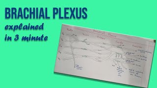 Brachial Plexus explained in 3 minutes [upl. by Norre]