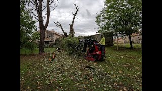 Entre clôturetoiture Abattage par démontage d un cerisierarborist jardin arbre treelife toro [upl. by Lucine954]