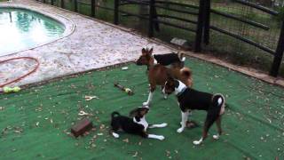 Super Basenjis at play [upl. by Pournaras]