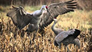 Closeup look at the Sandhill cranes [upl. by Moriah]