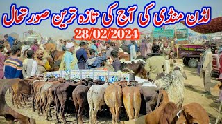 Wednesday Latest Update 2024  Luddan Cattle Market  Cow Mandi Luddan [upl. by Efi]