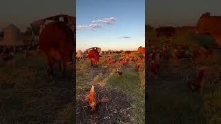 Golden Hour at Shirttail Creek Farm [upl. by Rehpotsirc454]