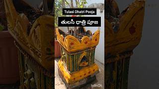 Tulasi pooja viral tulasiplant youtubeshorts tulasipooja tulasidhatripooja trendingviralvideo [upl. by Sturdivant825]