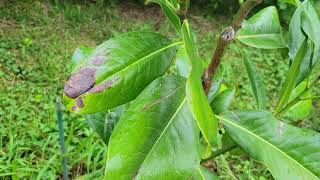 Best Evergreen for Tennessee Magnolia Update [upl. by Jodee]