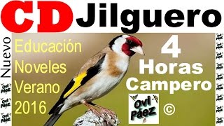 CD Jilguero Chardonneret Goldfinch 4 horas [upl. by Mandler26]