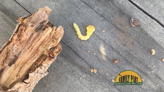 QampA – What are these borers They have killed 7 of my trees [upl. by Ynetsed]