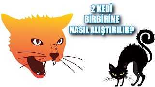 İki Kedi Birbirine Nasıl Alıştırılır [upl. by Agbogla373]