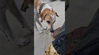 Dunia me sabse jayada baris kaha girti h comedy funny comedyshorts dog fun love trending [upl. by Vargas]