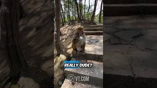 Monkey Loses It After Tourists Spice Up His Ice Cream 🙊🍨 [upl. by Sikes]